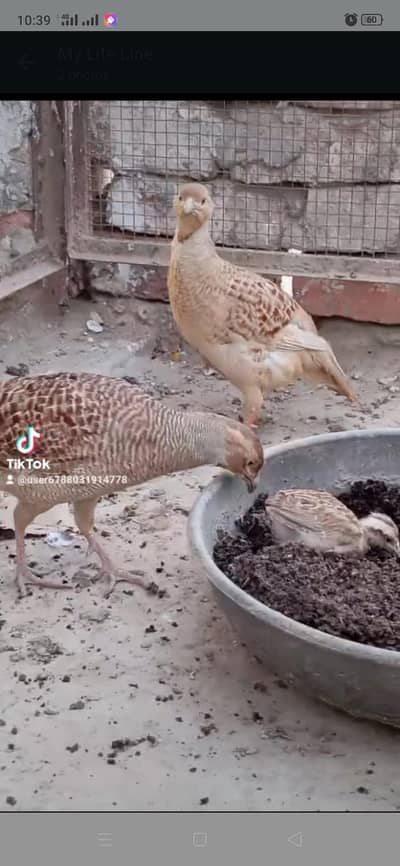 Irani and dakni Breeder pair