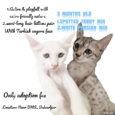 cute Persian mix+Turkish angora  kittens in pairs near DHA , bahawlpur