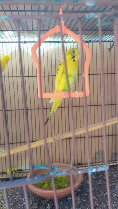 Healthy Australian Budgies- Active Budgies
