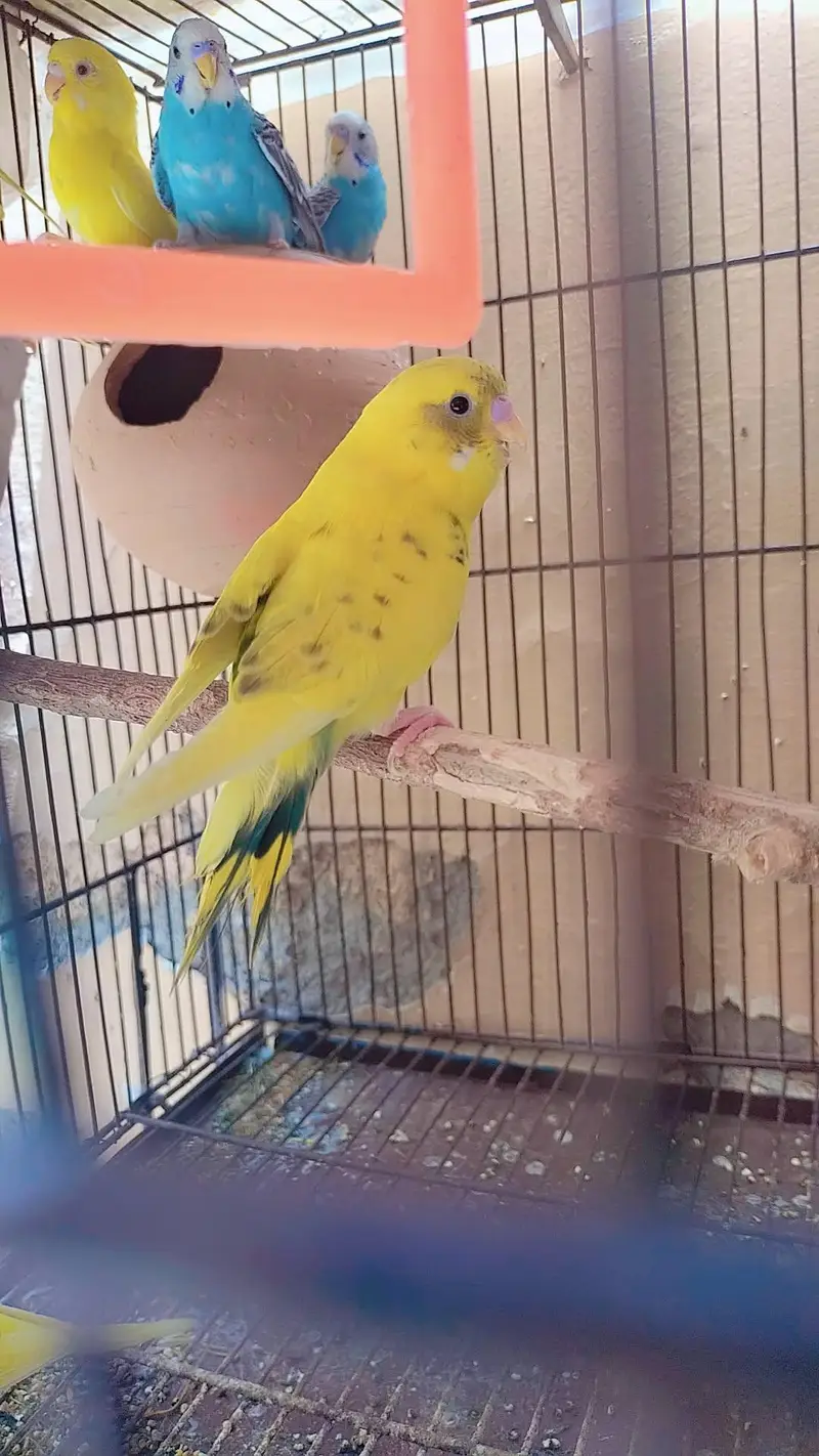 Healthy Australian Budgies- Active Budgies — photo 2