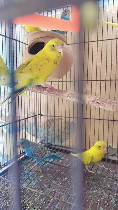 Australian Budgies