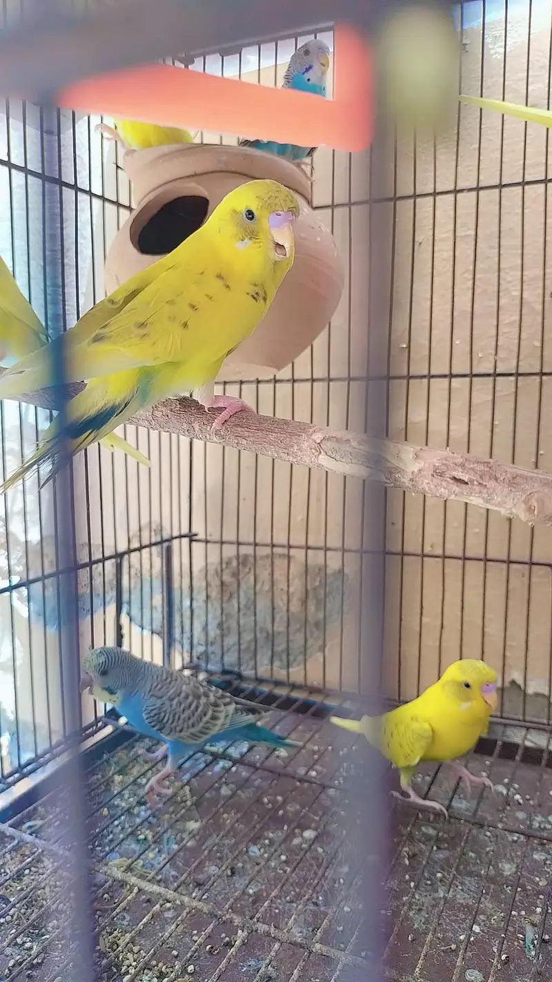 Healthy Australian Budgies- Active Budgies — photo 3
