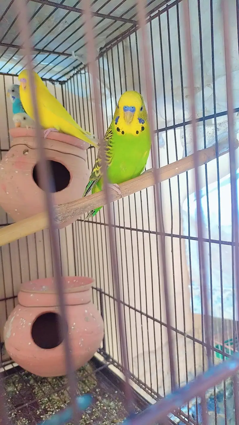 Healthy Australian Budgies- Active Budgies — photo 4