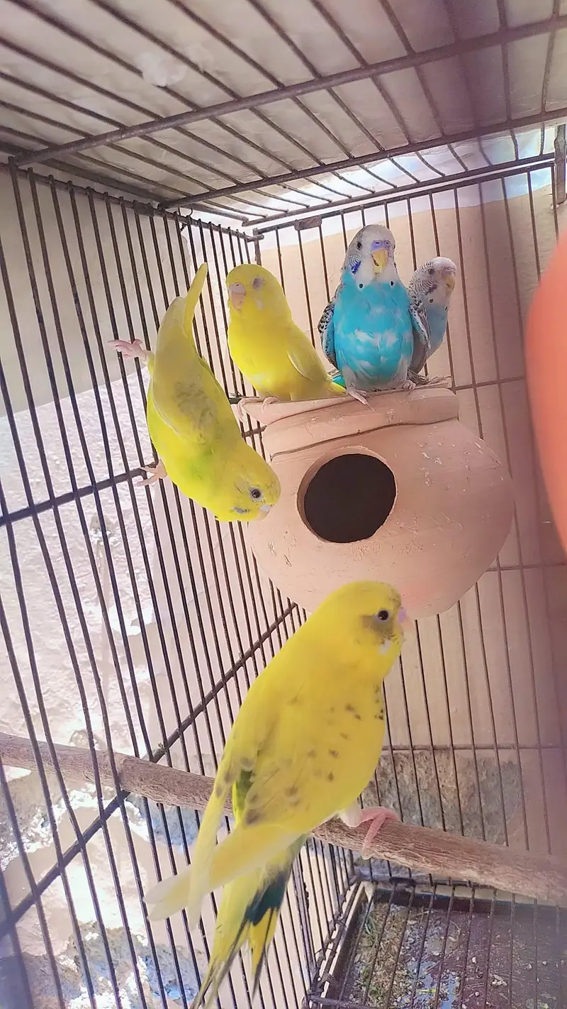 Healthy Australian Budgies- Active Budgies — photo 5