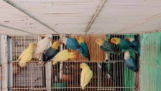 PARBLUE OPLINE/BLUE OPLINE/DECINO/ALBINO PATHAY