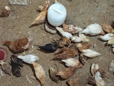 Golden Misri for sale