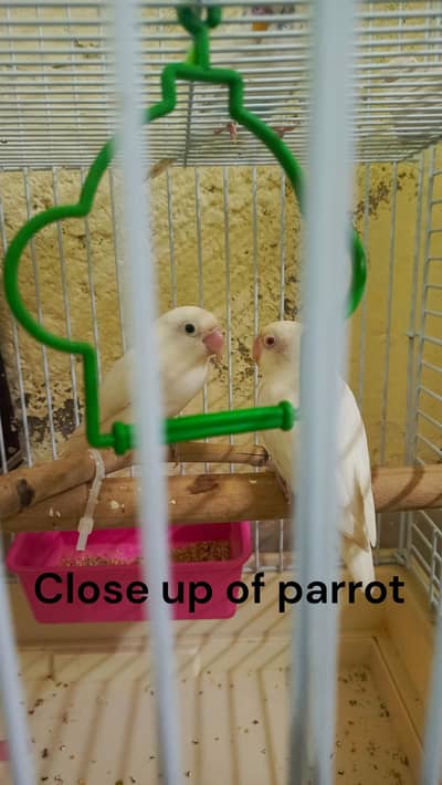 Pair of Red Eye Albino Lovebirds with Cage & Breeding Box for Sale