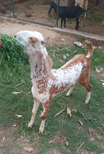 Pure Ghulabi Makhi cheeni Female 0321.6665792