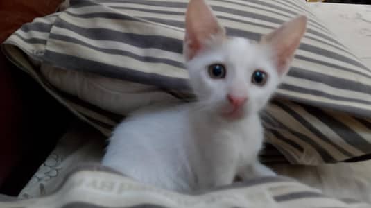 Kittens looking for a loving home!