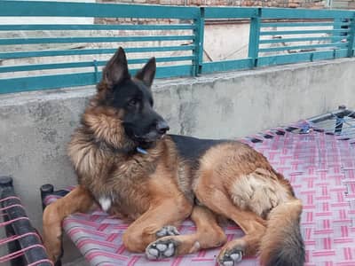 German shepherd top quality breeder Male available 03115090318