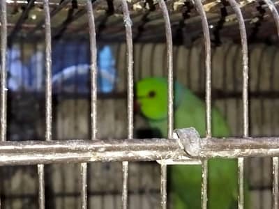 Ringneck Green parrot Pair