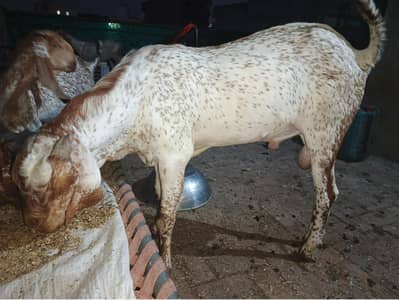 white Maki Chani breed ka breader for seal