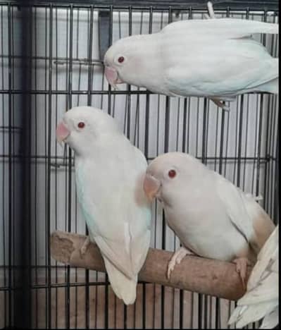 Albino lovebird pairs