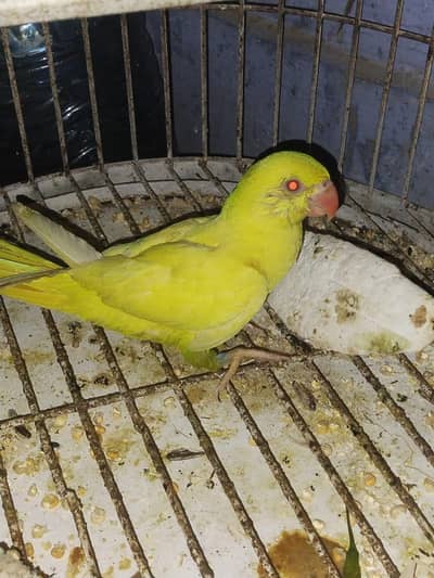 yellow ring neck and green ring neck