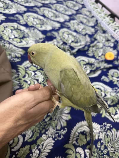 Indian Olive Parrot