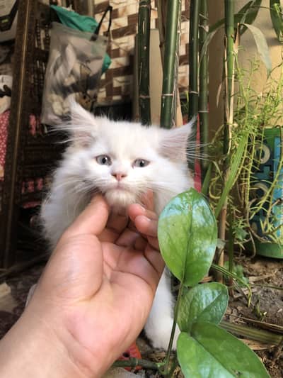 Persian male cat blue eyes