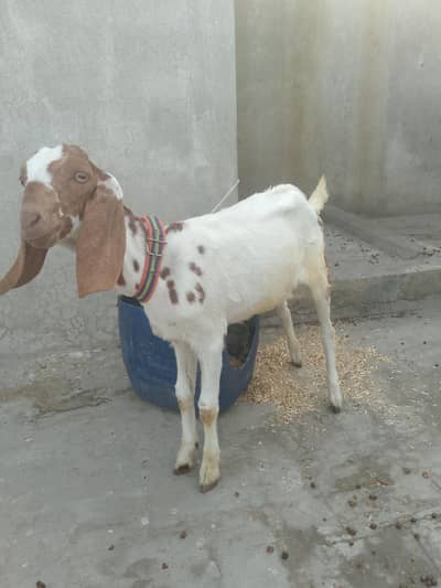 2 baby goat