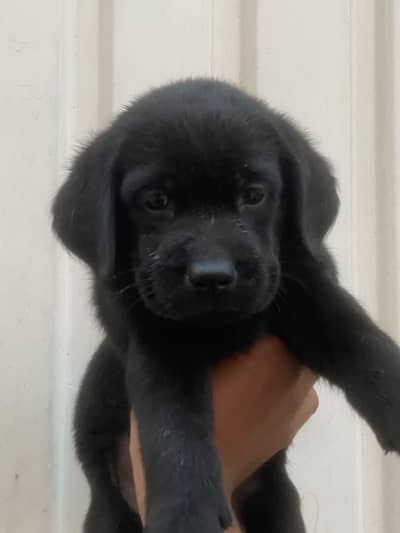 Pedigree British Labrador Male Puppy for Sale