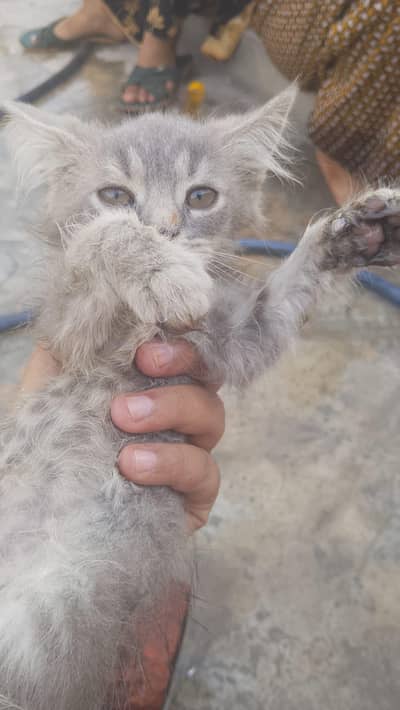 Double coat Russian cat