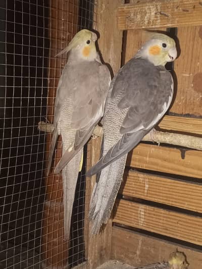 Cocktail Parrots Our Cages For Sale