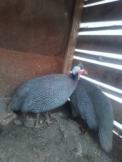 Duinea fowl
