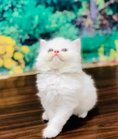 Persian cat for sale my WhatsApp number  03703659905