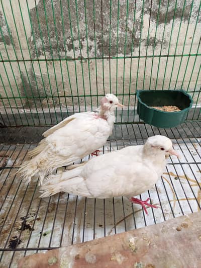 white dove Khumre 03044732705