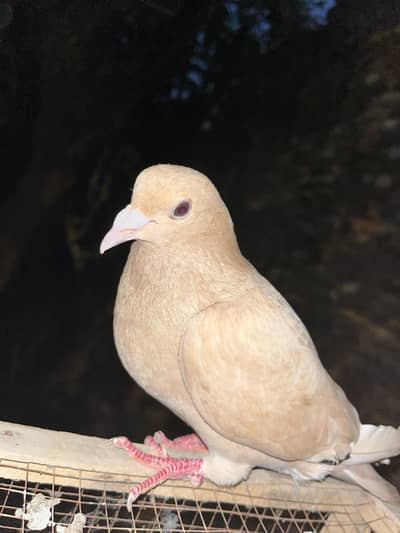 Fancy lahori brown male
