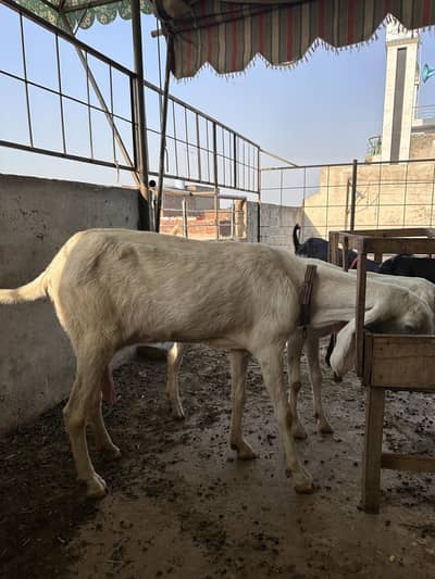 Rajanpurii goat