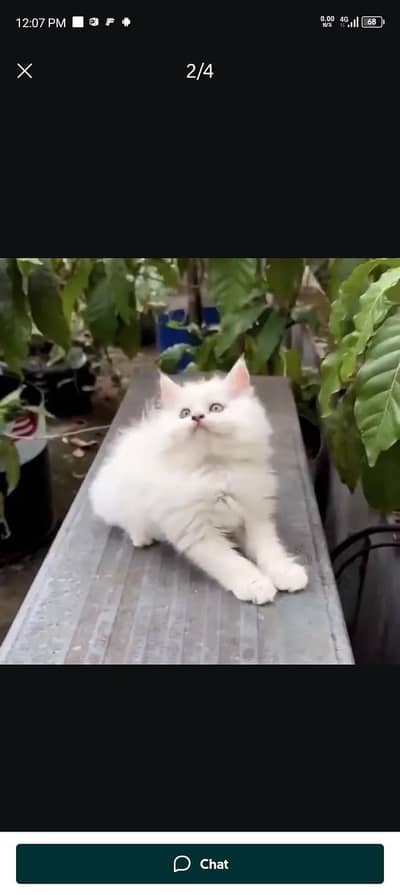 Persian cat for sale my WhatsApp number  03703659905