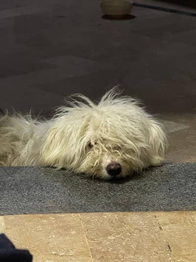 Poodle Male