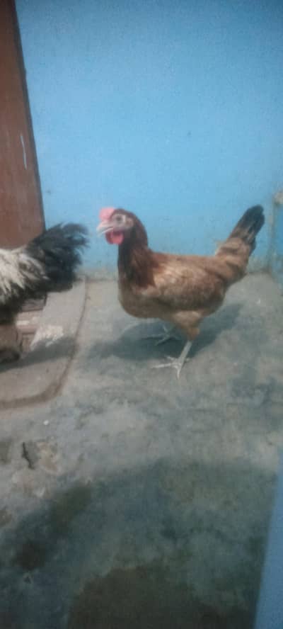 misry pair for sale price 3200