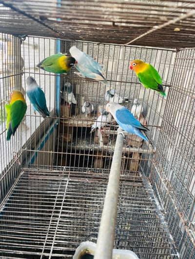 Love birds 6 piece best quality