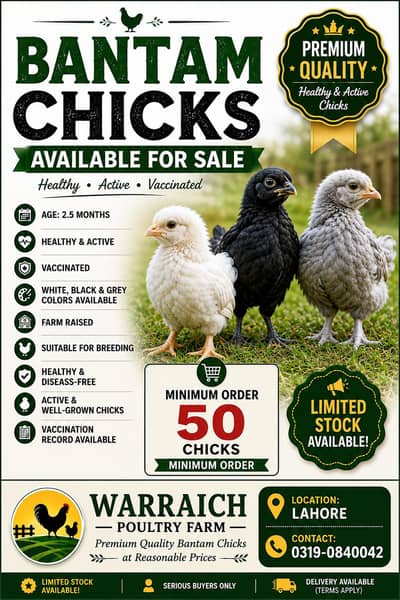 Bantam Fancy Chicks | Chicks | Bantam Chicks | Bantam Chicken Chicks