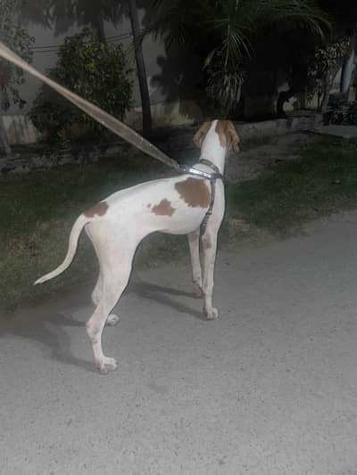 English Pointer | Fully trained |