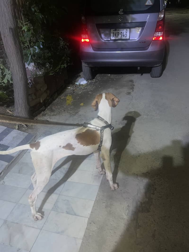 English Pointer | Fully trained | 1