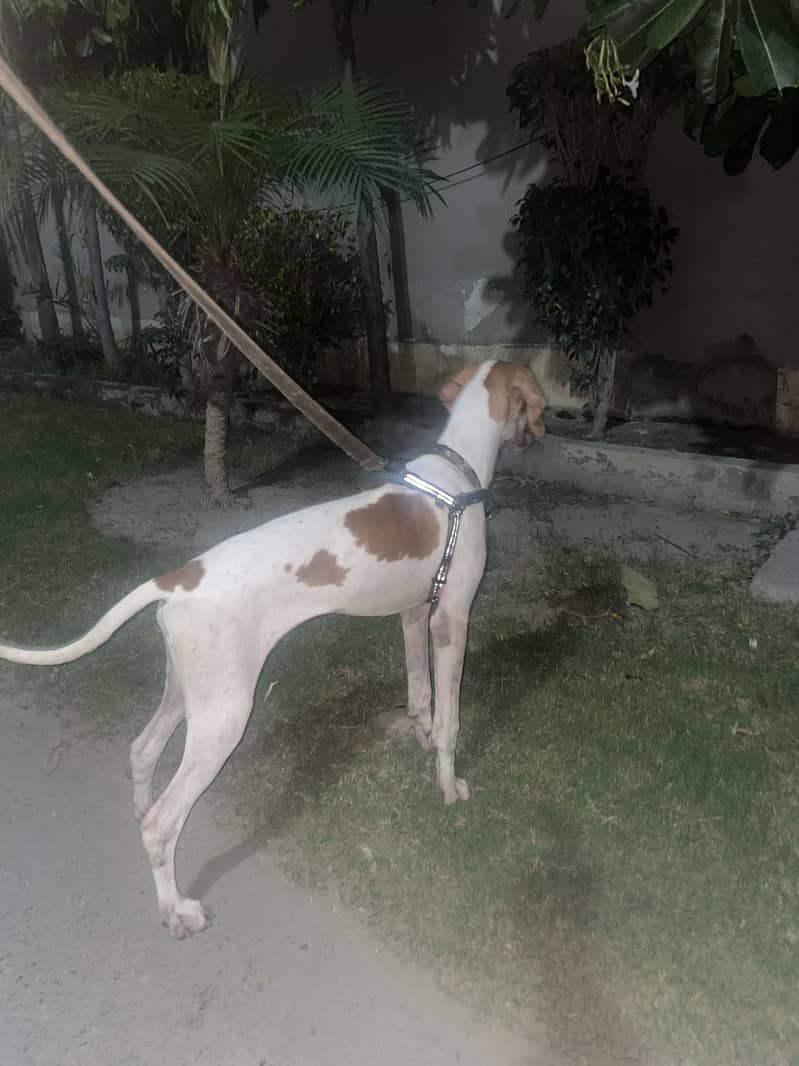 English Pointer | Fully trained | 2