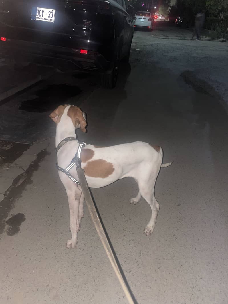 English Pointer | Fully trained | 3