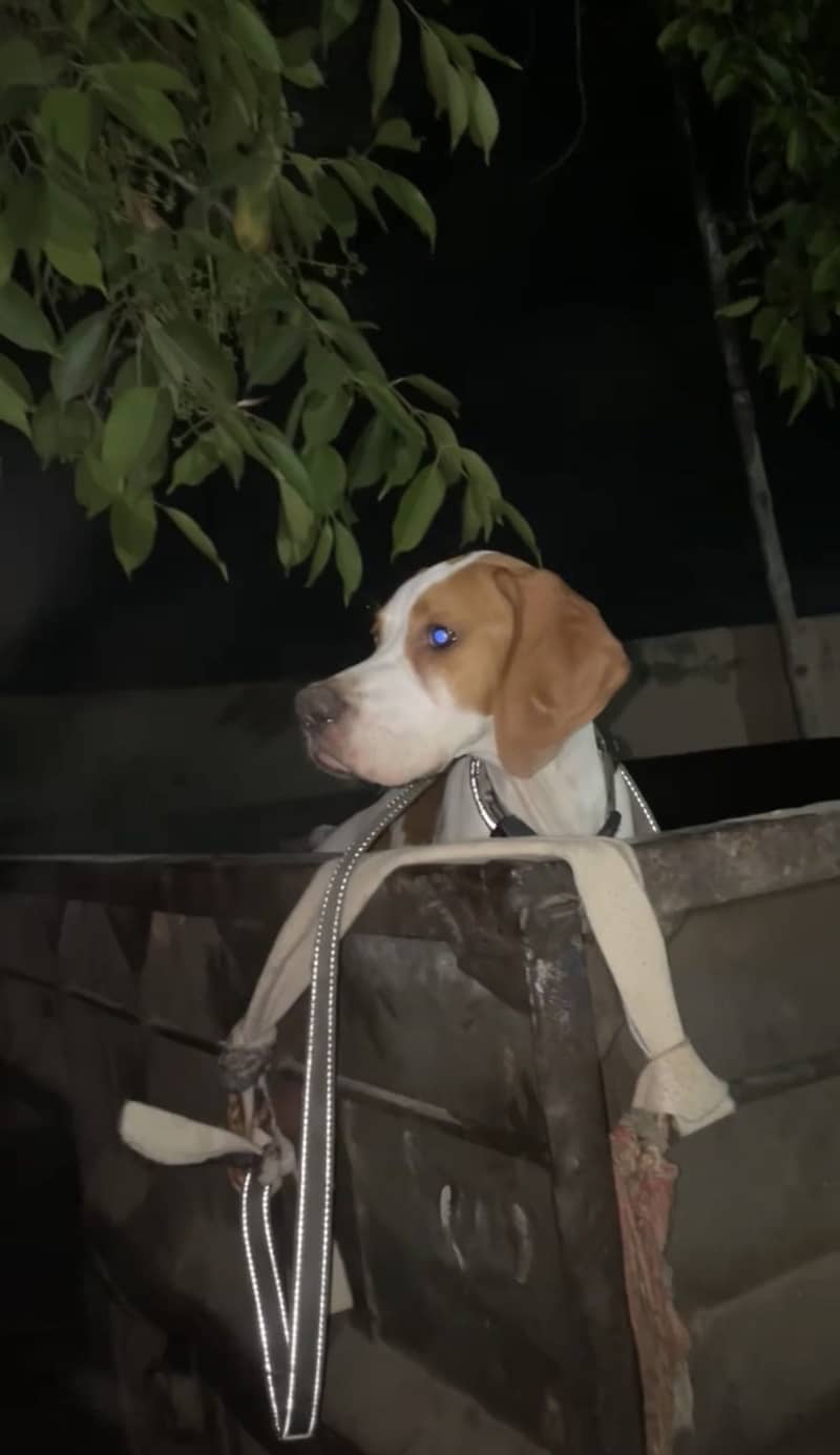 English Pointer | Fully trained | 4