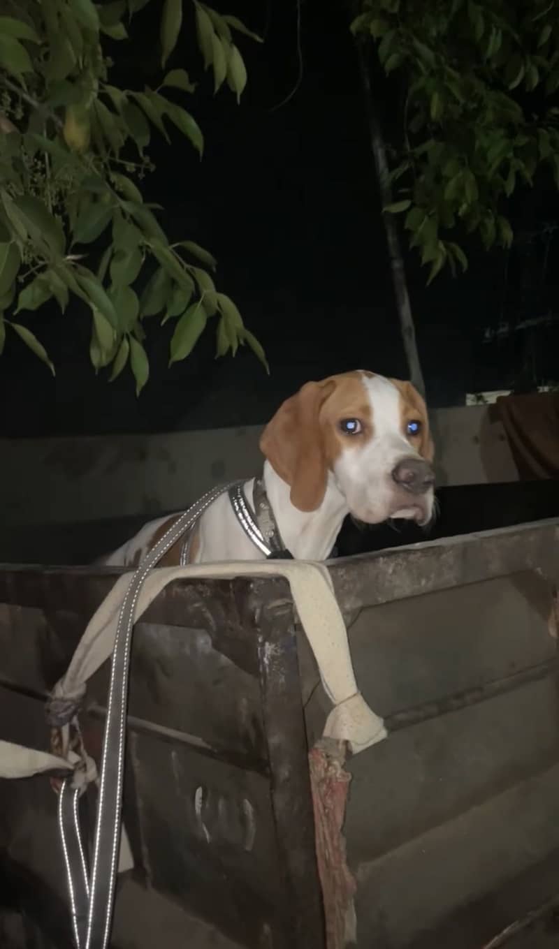 English Pointer | Fully trained | 5