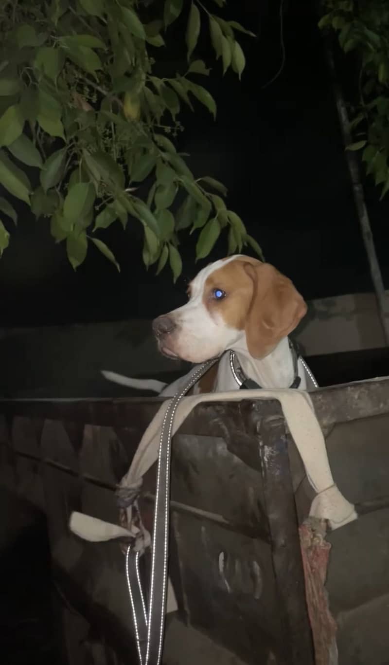 English Pointer | Fully trained | 6
