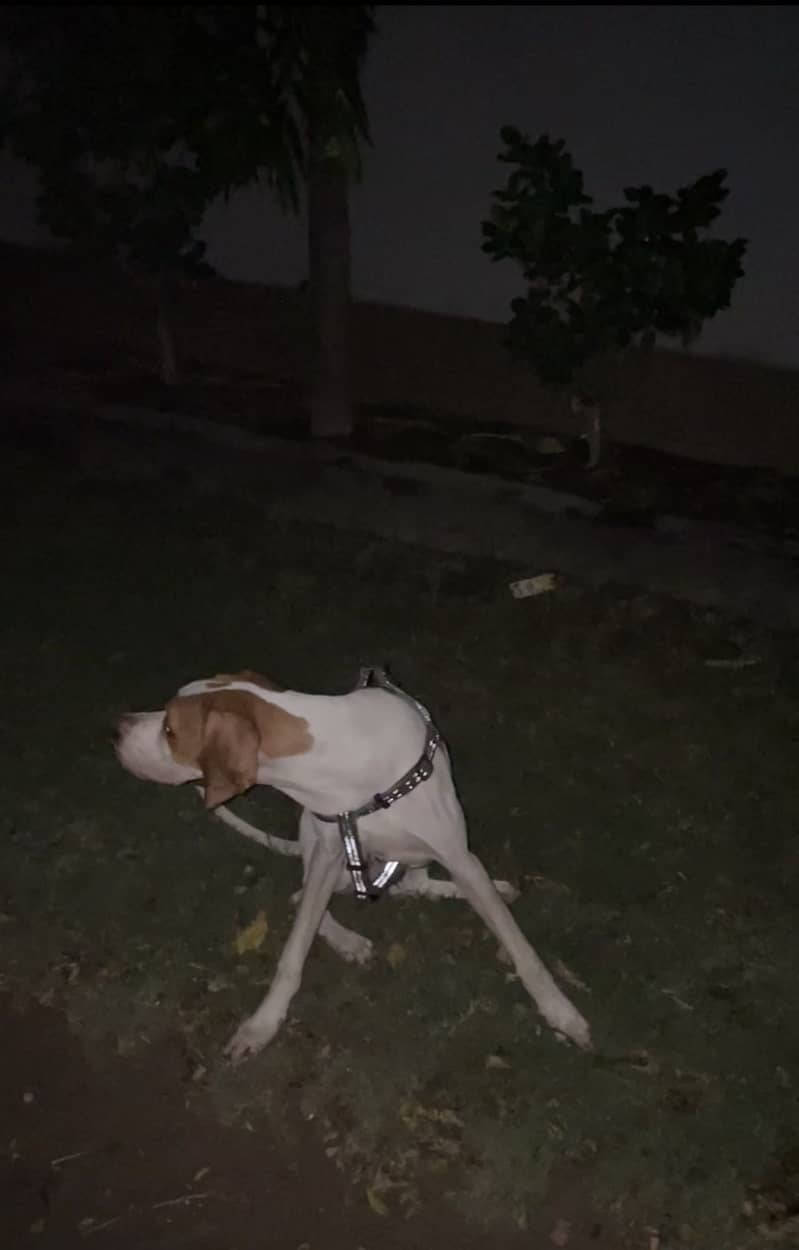 English Pointer | Fully trained | 7