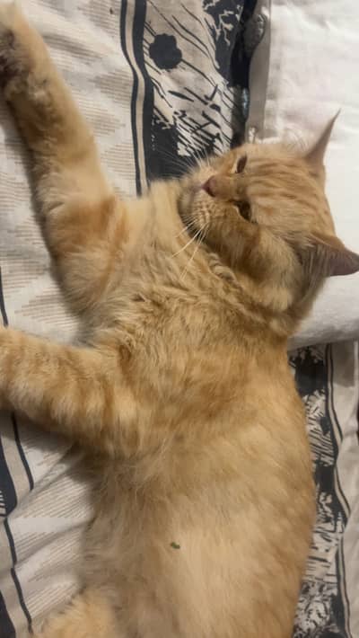 Persian cat Lahore