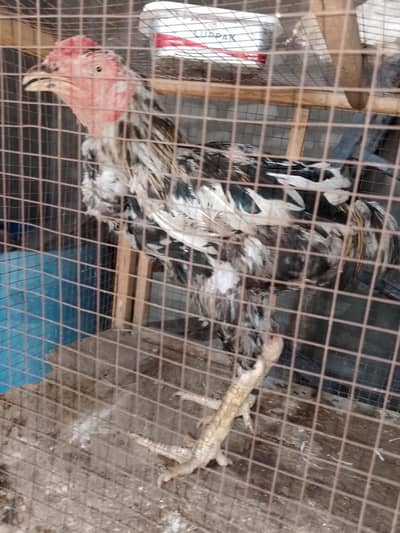 male and female for sale and exchange with mobile and aseel patha