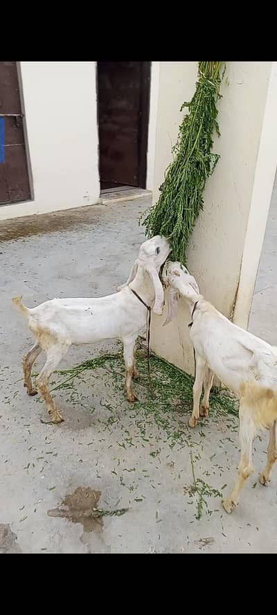 Goats