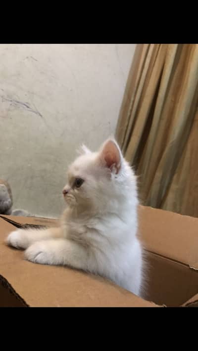 Persian Kittens blue and brown eyes pair
