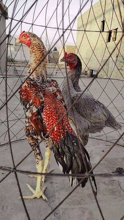 I am selling my pure red cheena patha adress bahawalnager wokla colony