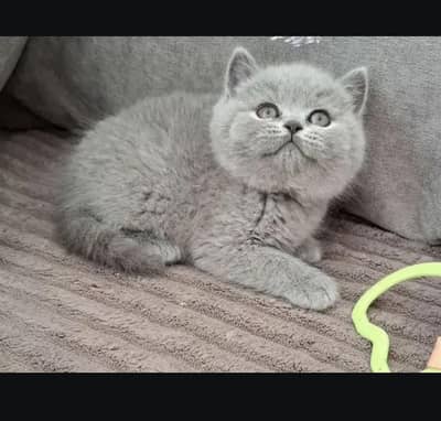 British kittin for sell. 0325 7045886