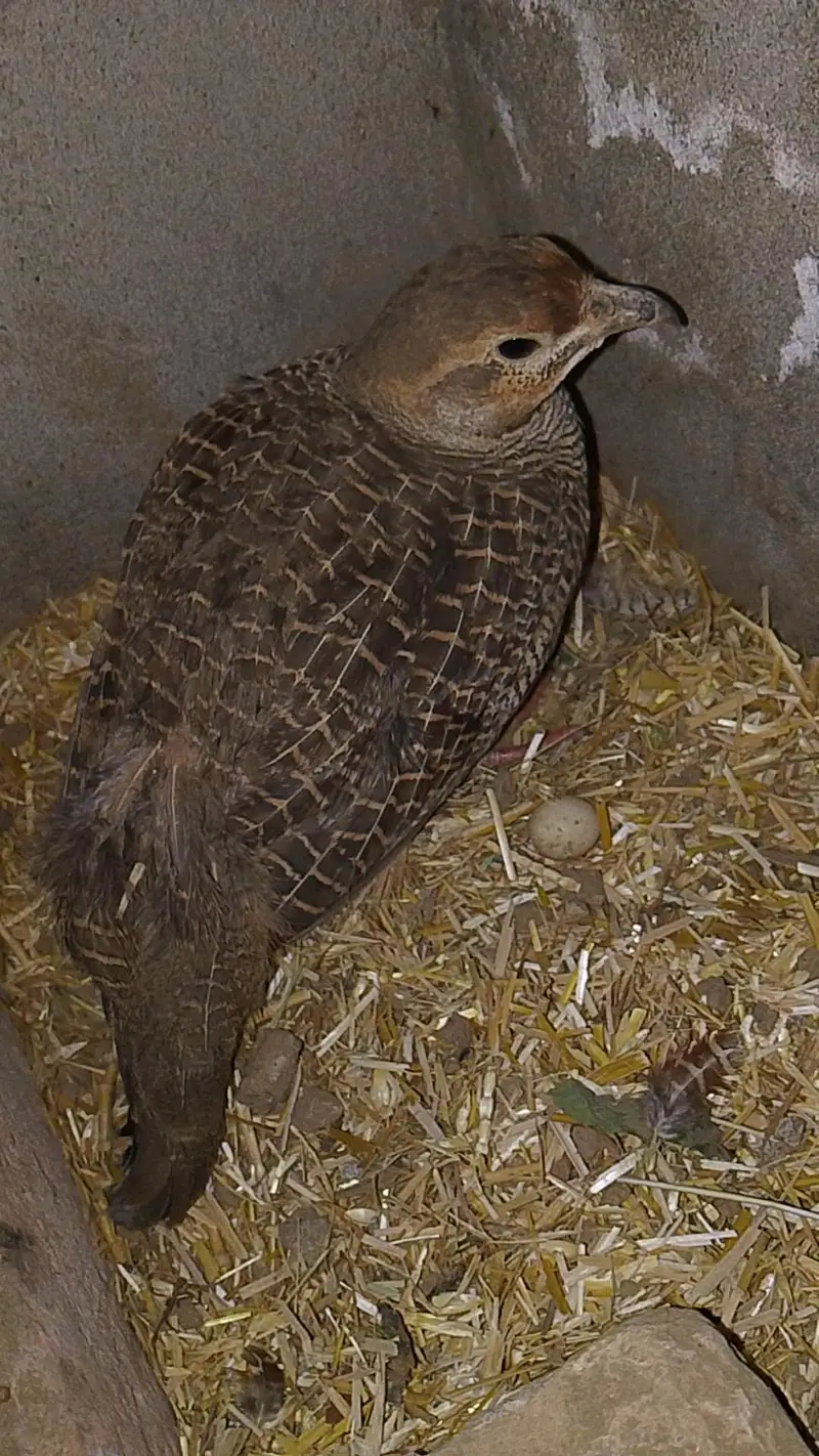pure dhakni breeder pair
