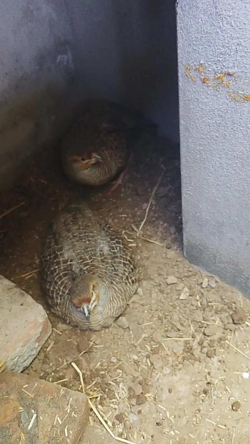 pure dhakni breeder pair — photo 2